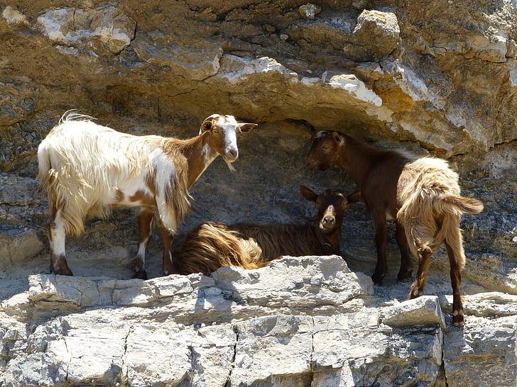 goat, mountain, summer