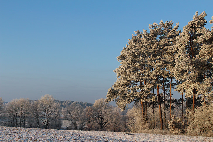 frost, forest, landscape, trees, cold, winter, icy