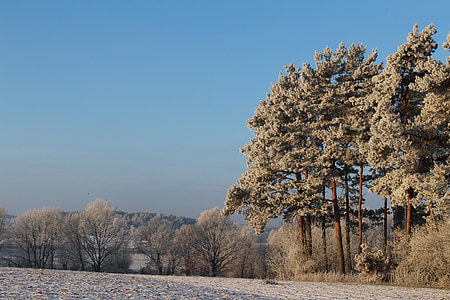 Frost, metsa, maastik, puud, külm, talvel, Jäine