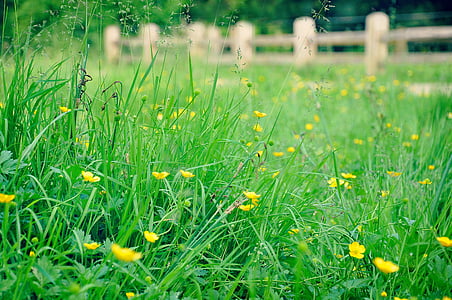 buttercup, flower, meadow, meadow flowers, grassland, grass, green field