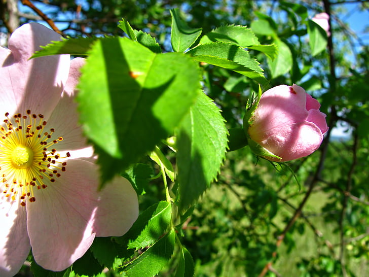ökade, Rosebud, rosenbuske, blomma, blommor, Blossom, Blossoms