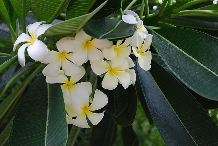 flowers, tropical plants, closeup, white, white flowers, frangipani, nature