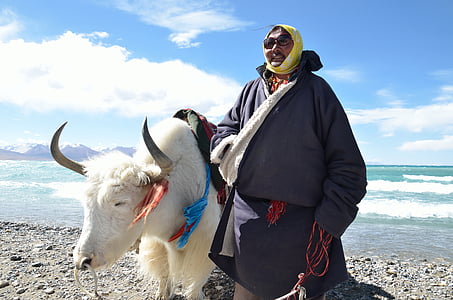 Tibet, tibetaner, nomadiska, sjön, Yak, vit kon, blå himmel och vita moln