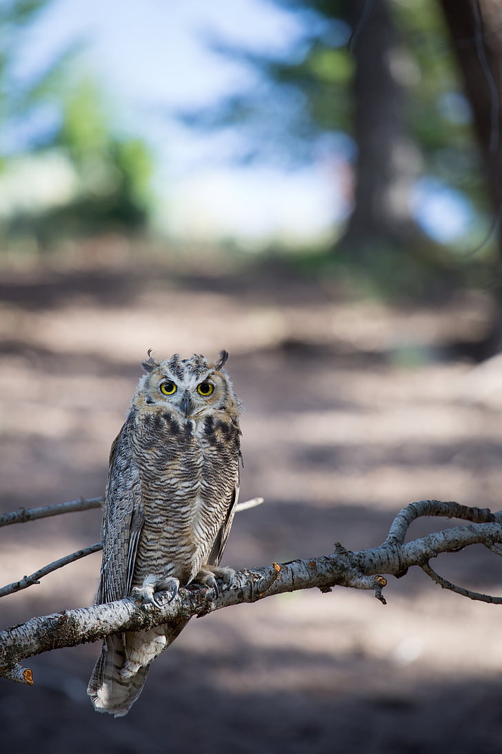 great horned owl, tree, predator, wildlife, perched, raptor, nocturnal