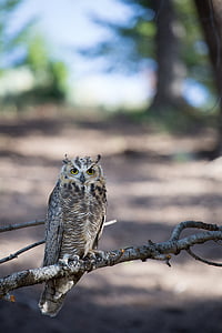 great horned owl, tree, predator, wildlife, perched, raptor, nocturnal