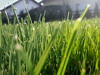 трева, Ръш, Грийн, острието на трева, Екология, ливада, природата