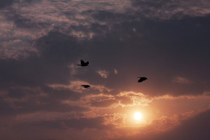 posta de sol, bonica, ocells, núvols, capvespre, Alba