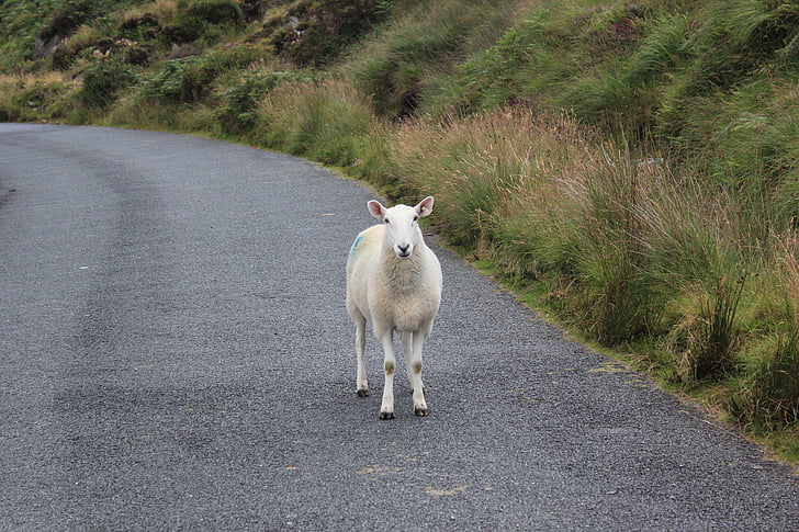 schapen, Ierland, wol, dier, gras, natuur, landbouw
