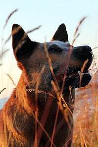 perro, lupus de Canis, mascota, Pastor ganadero australiano, raza, pura raza, animal