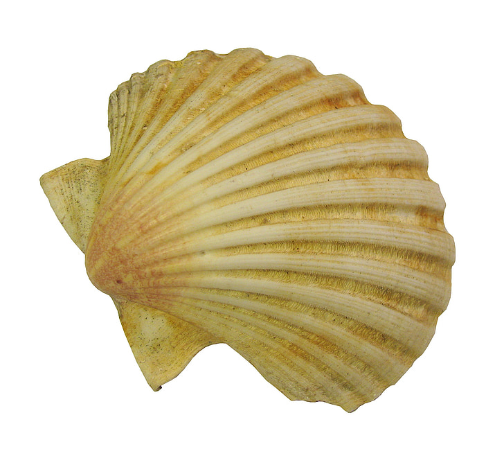 seashell, scallop, nature, molluscum