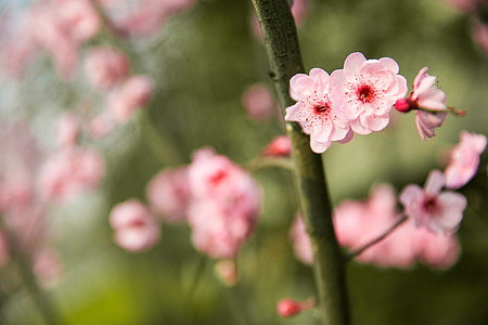 broskvový květ, jaro, Čchung-čching