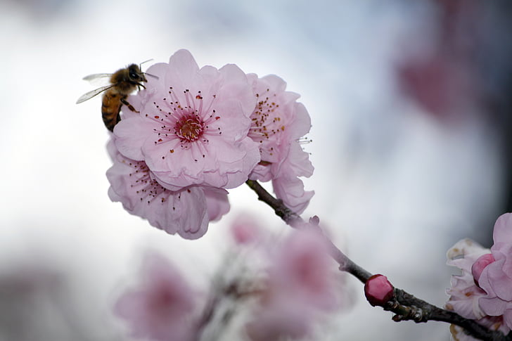 Sakura, flor del cirerer, cirerers japonès, flor, arbre, Rosa, cirera ornamental