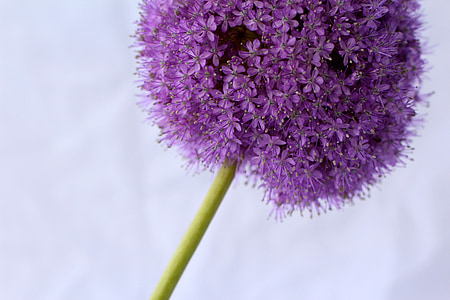 Allium, Violeta, balle, puķe, aizveriet, zieds, Bloom