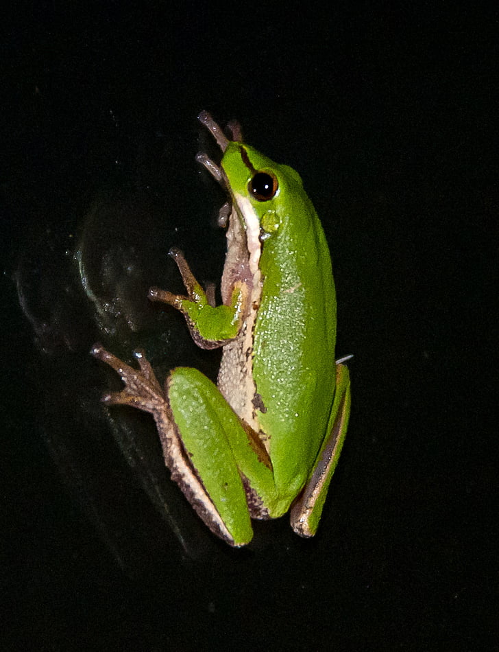 Oost-zeggesnijsector frog, oostelijke Litoria fallax, Litoria fallax, groen, Tiny, reflectie, glas