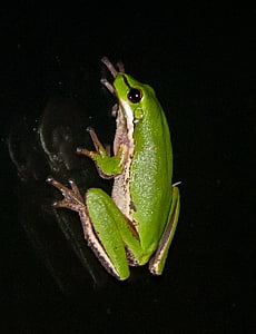 istočnoj šaš žaba, istočnoj patuljak žaba, LITORIA fallax, zelena, maleni, odraz, staklo