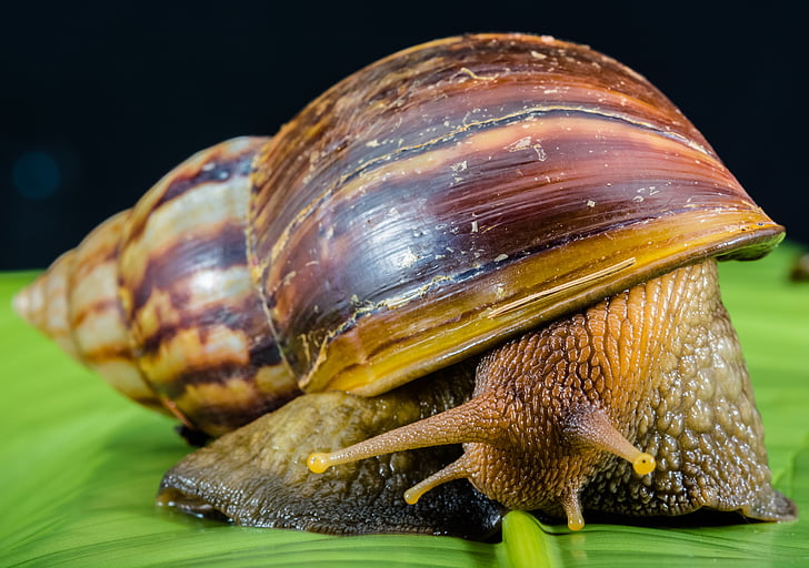 snail, slimy, land snail, reptiles, mollusk, animal, slow