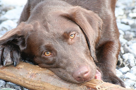 pies, Labrador, brązowy, Głowica, portret, zwierząt, zwierzętom