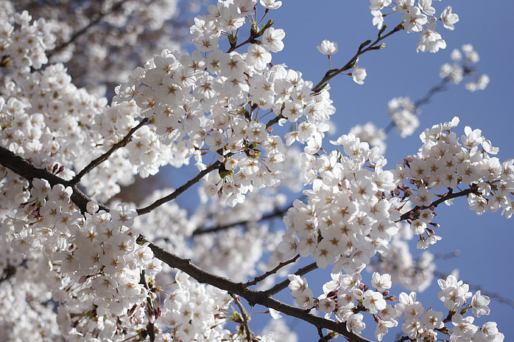 tavaszi, virágok, természet, világos, fehér, szépség, fehér virágok