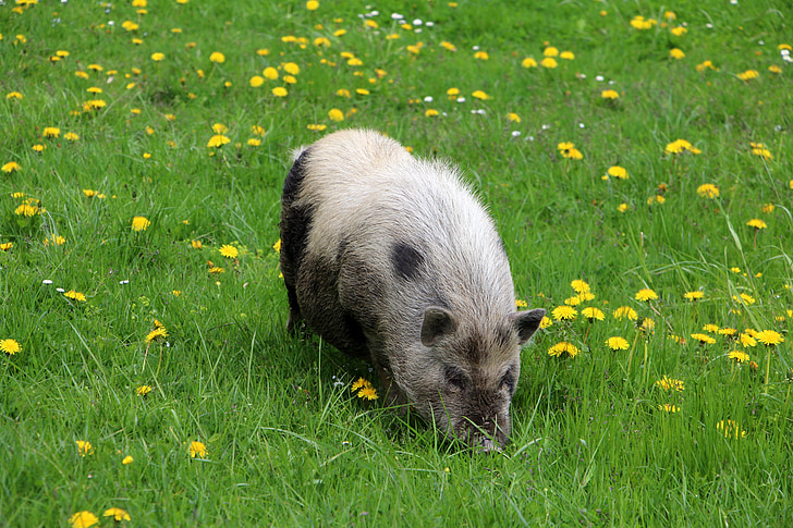 animal, pig, meadow, dandelion