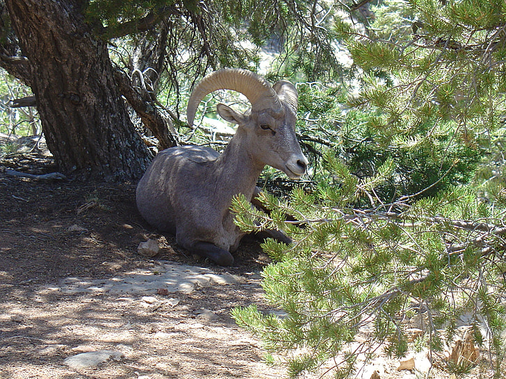 gorska koza, Kozje, prosto živeče živali, narave, ZDA, National park, Arizona