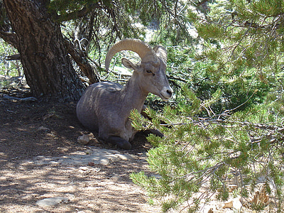 fjellgeit, geit, dyreliv, natur, USA, nasjonalpark, Arizona