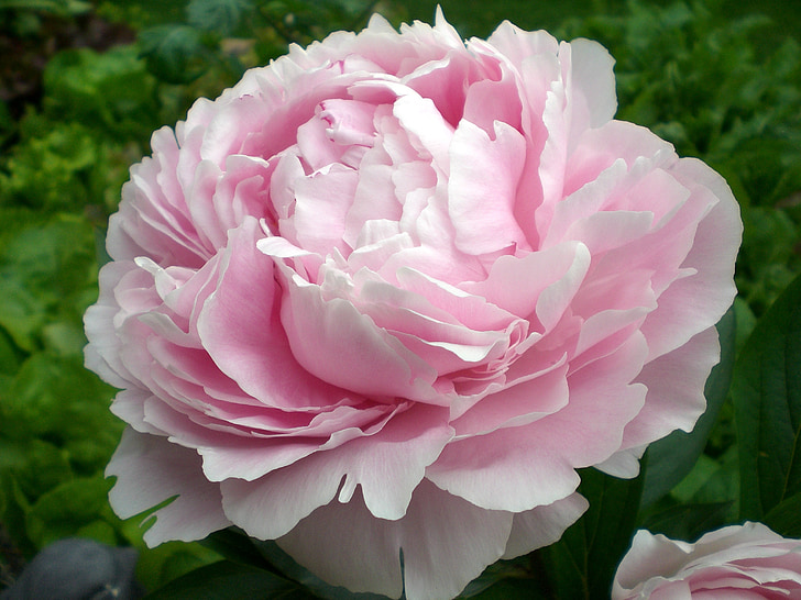 peony, blossom, bloom, ornamental plant, double flower, pink, nature