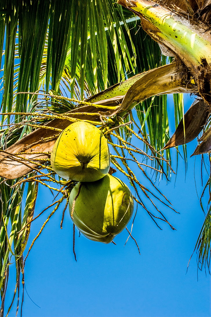 kokosnødder, kokos, kokos træ