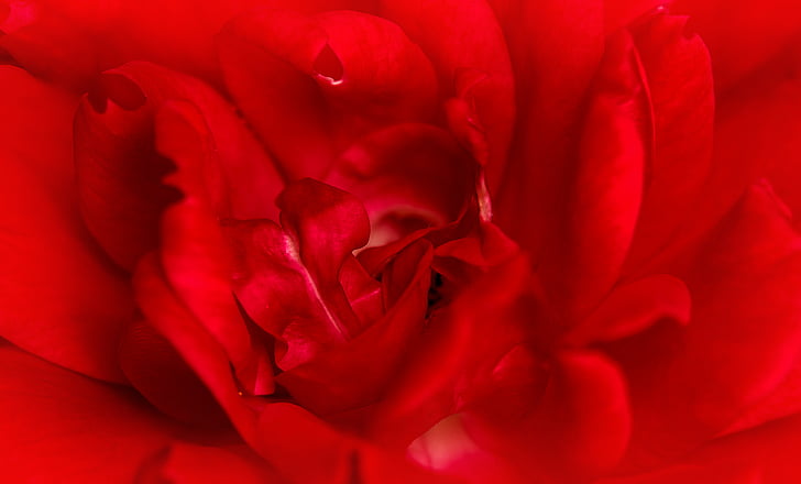 steeg, rood, macro, liefde, Valentijn, rode roos, bloem