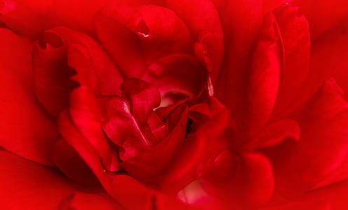 rose, red, macro, love, valentine, red rose, flower