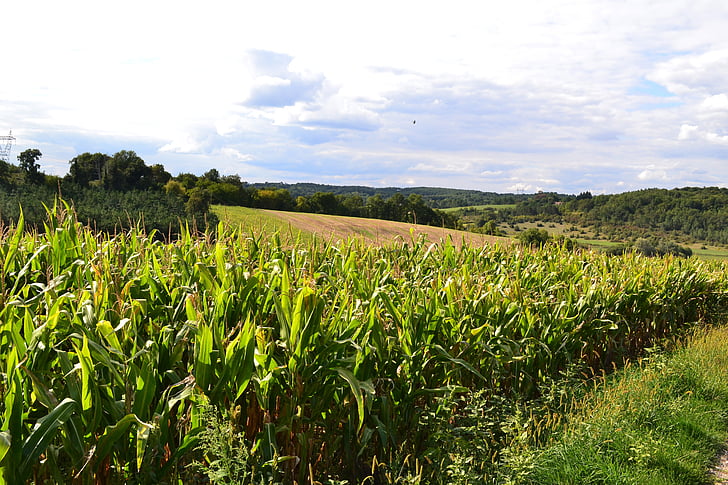 kukurūzas lauku, lauks, lauksaimniecība, ainava, laukos, graudaugi, taču saulainā