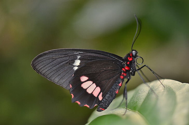 borboleta, vermelho, preto, macro, inseto, animal