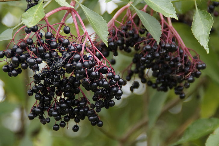 penatua, elderberry hitam, elderberries, Berry, matang, Manis, musim gugur
