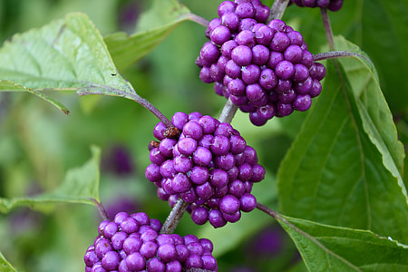 purple, plant, beauty berry, callicarpa fruit