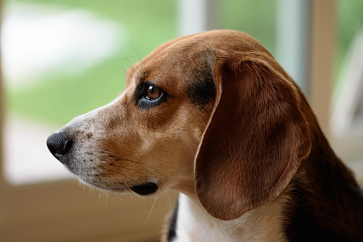 Beagle, hund, canine, Portræt, Nuttet, opmærksomme, søger