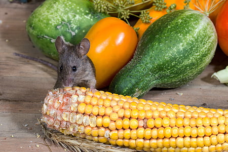 mouse, wild, corn, nager, animal portrait, vegetables