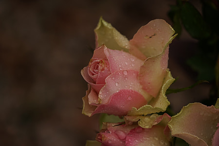Rose, goutte d’eau, fleur, floraison rose, romantique, goutte de rosée, fermer