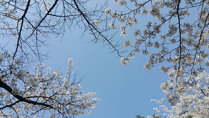 třešňový květ, jaro, obloha, strom, Příroda, větev, Jarní čas