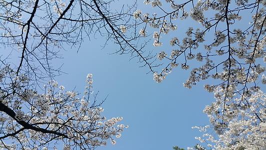 cseresznyevirág, tavaszi, Sky, fa, természet, fióktelep, tavasz