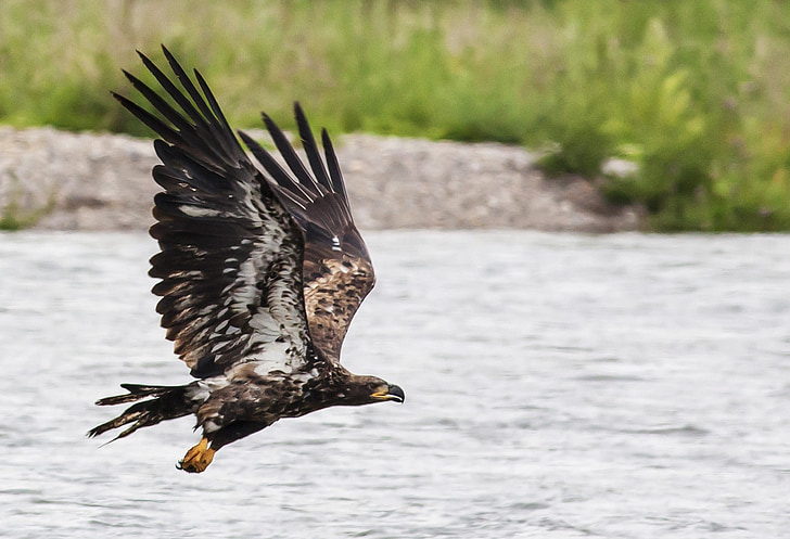 скален орел, полет, плаващи, птица, раптор, дива природа, природата