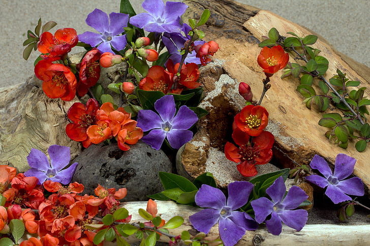 flores, madera, arena, violeta, cerrar, flor, floración