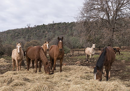 hobused, looduslike, Sanctuary, Ranch, looma, karja, Õues