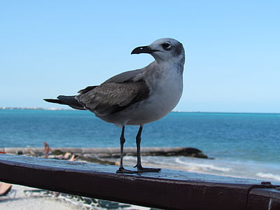 seagull, birds, mar, beach, sky, blue, litoral