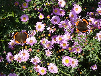 Aster, kupu-kupu bunga, Blossom, mekar, musim gugur, ungu, komposit