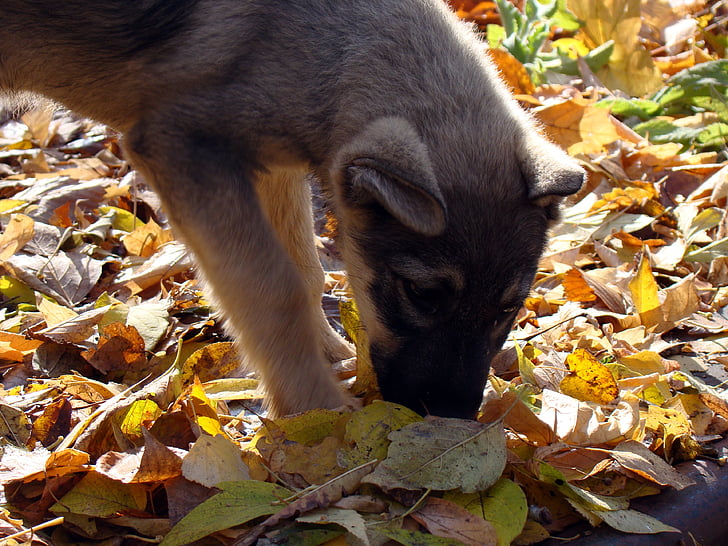 puppy, leaves, autumn, yellow, sniffing, looking for, sun