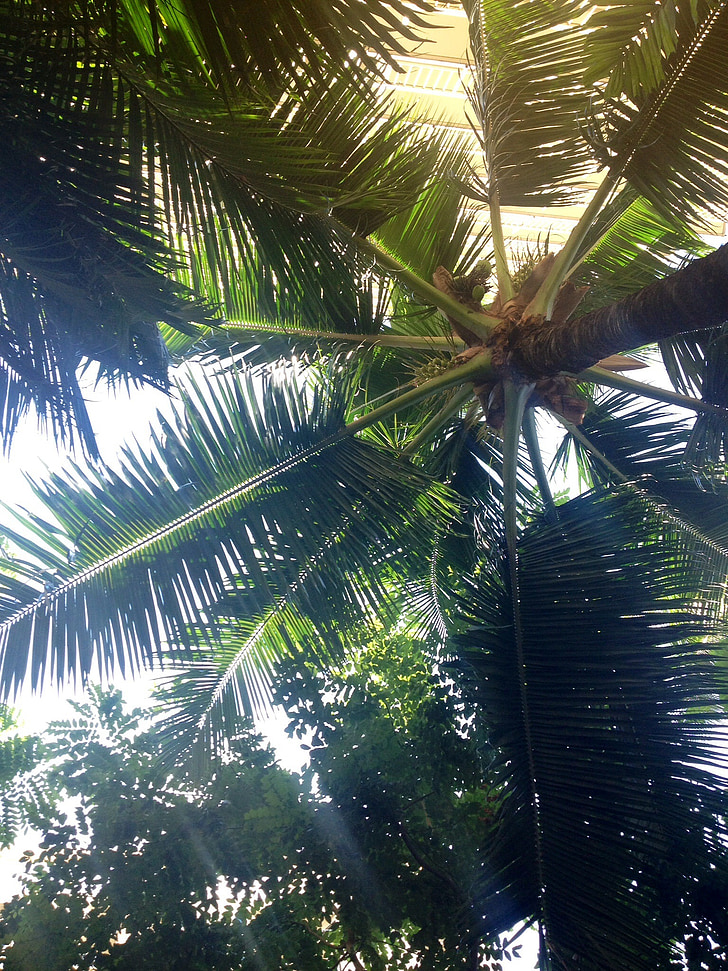 Palm, vihreä, lehdet