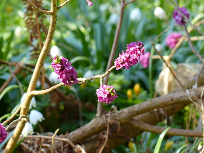 Daphne, mùi, nở hoa, màu tím, màu tím, chi nhánh, thực vật