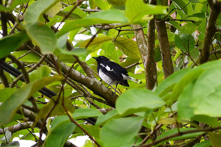 Magpie robin, Vogel, Natur, wildes Leben, Sri lanka, Ceylon, mawanella