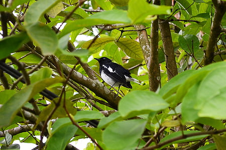 robin de Urraca, pássaro, natureza, vida selvagem, Sri lanka, Ceilão, mawanella