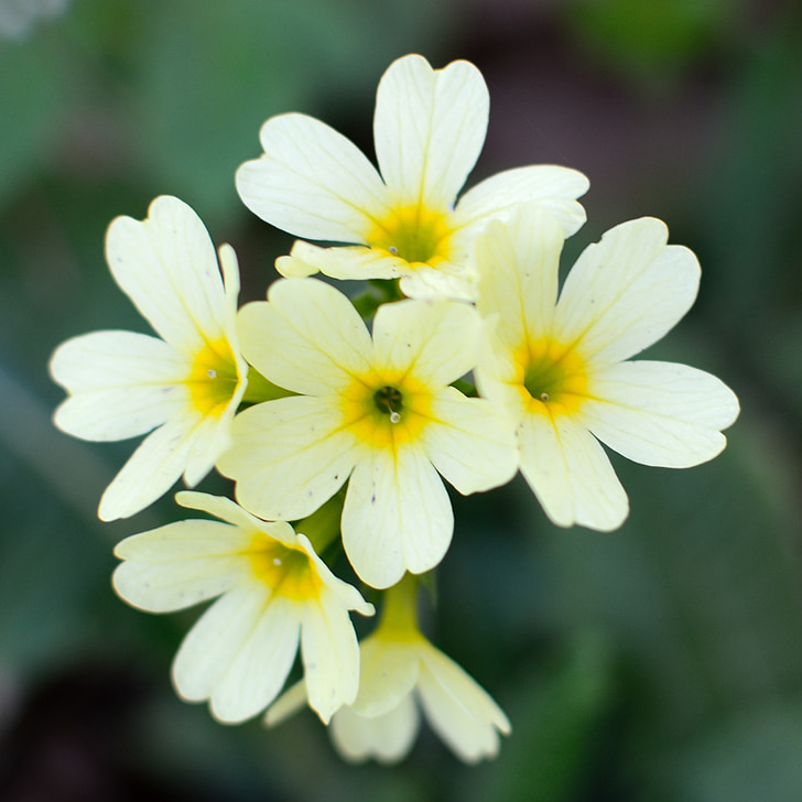 blossom, bloom, cowslip, high primrose, spring, forest, bright yellow