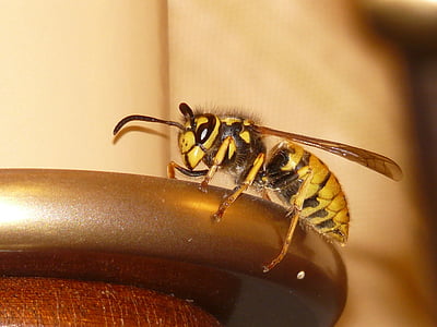 大黄蜂, 黄蜂, 昆虫, 毒刺, 宏观, 关闭, 有毒